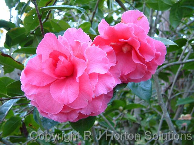 Camelia Valentine Day